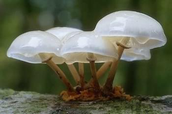 老师头想起1表情有联盟的吗表情图片蘑菇图片